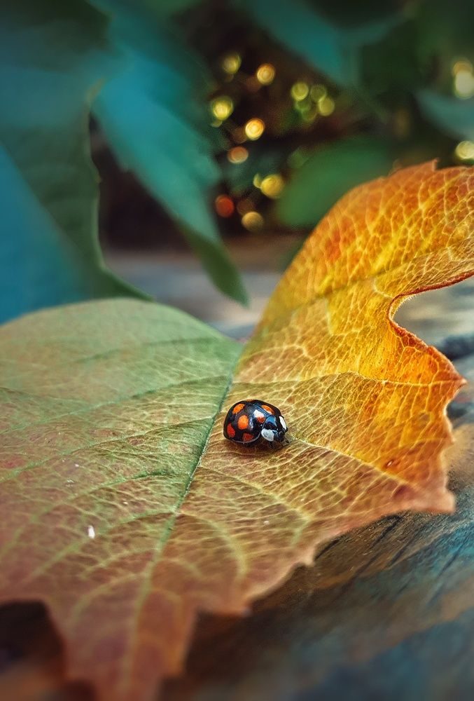 Photograph by Катерина Коханова