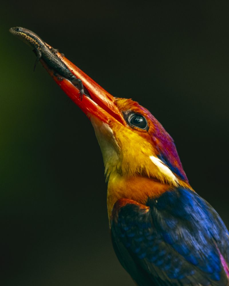 Photograph by Narayanan Iyer