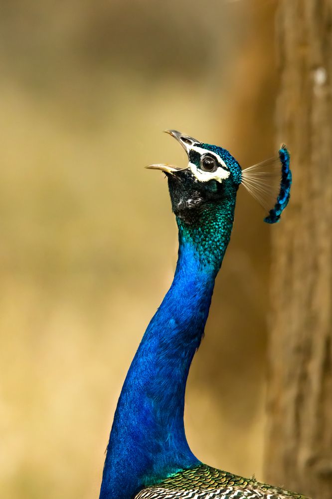 National Bird calling