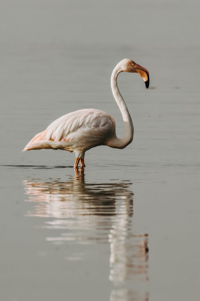 Photograph by Виктория Диксит