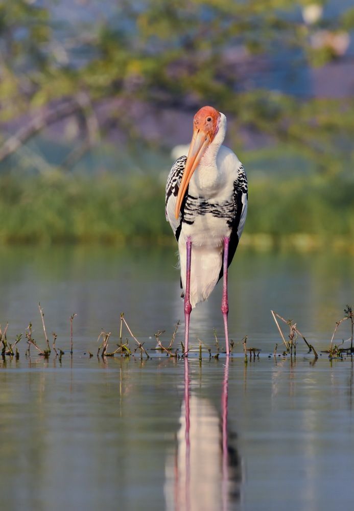 Photograph by Виктория Диксит