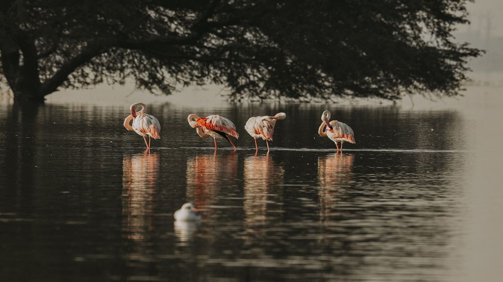 Photograph by Виктория Диксит