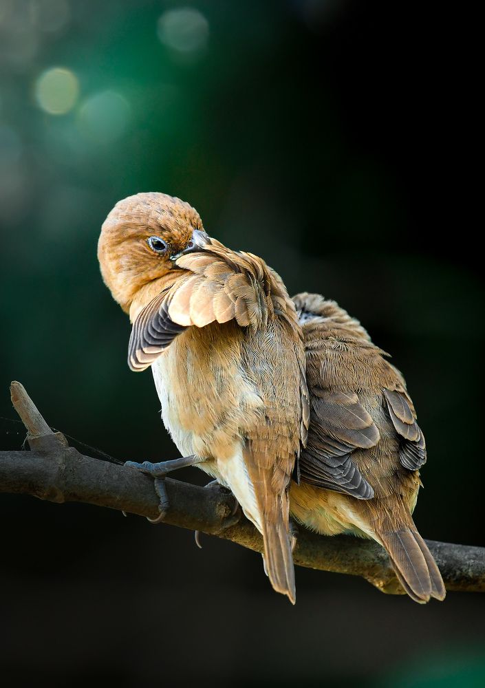 Photograph by Roshan Dhotre