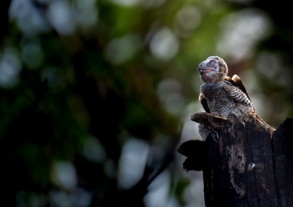 Photograph by Roshan Dhotre