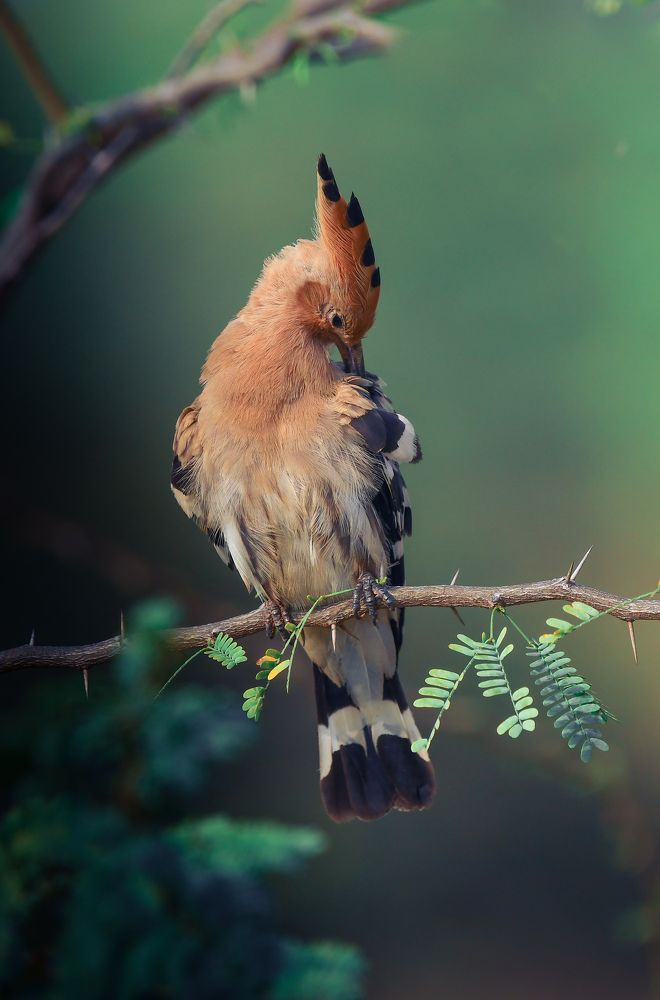 Photograph by Roshan Dhotre