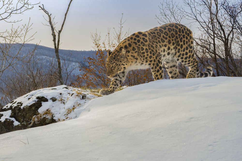 Фотография автора Nitin Michael