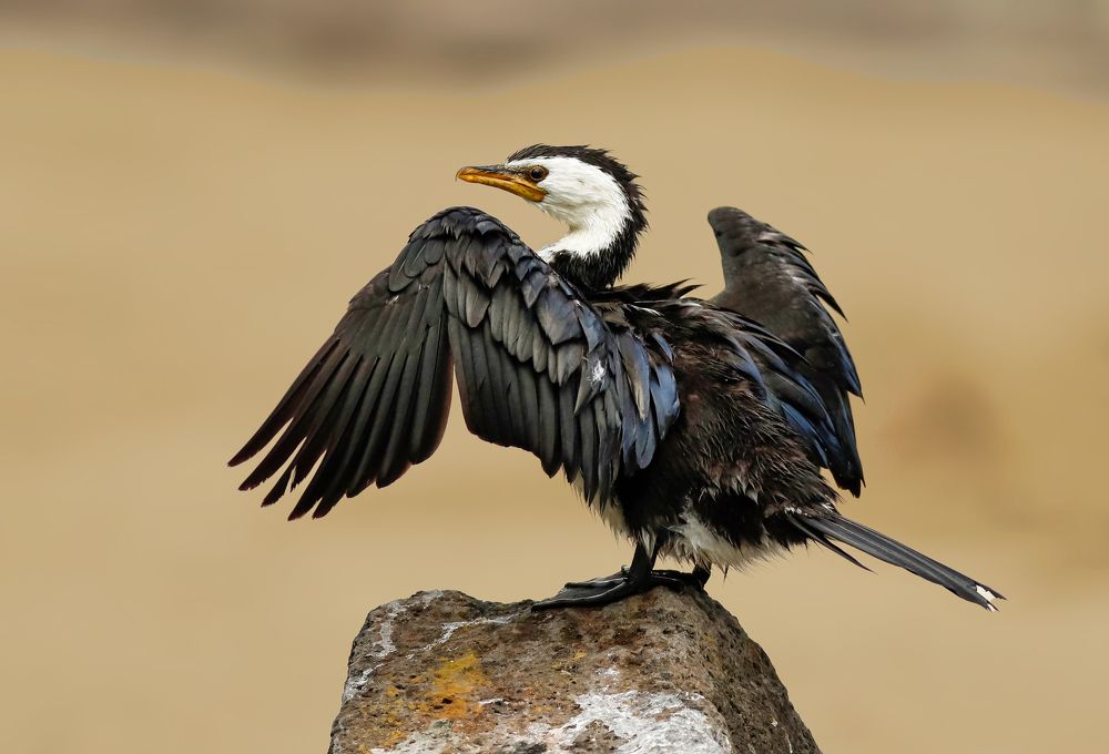 Photograph by johan koch