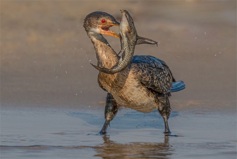 Photograph by Tania Cholwich