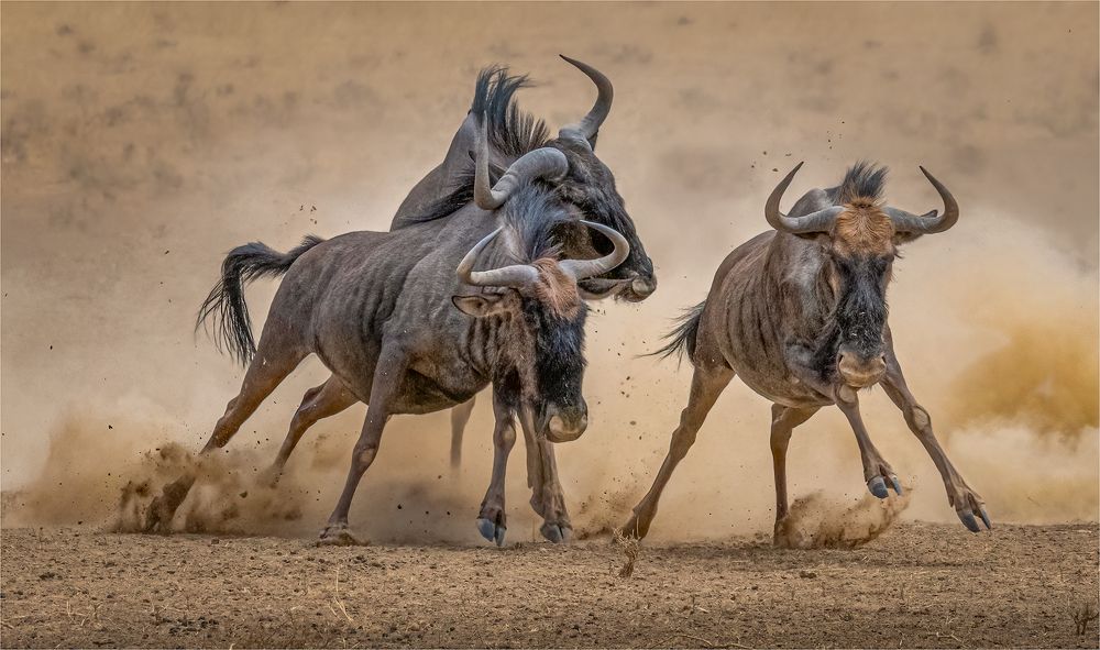 Photograph by Tania Cholwich