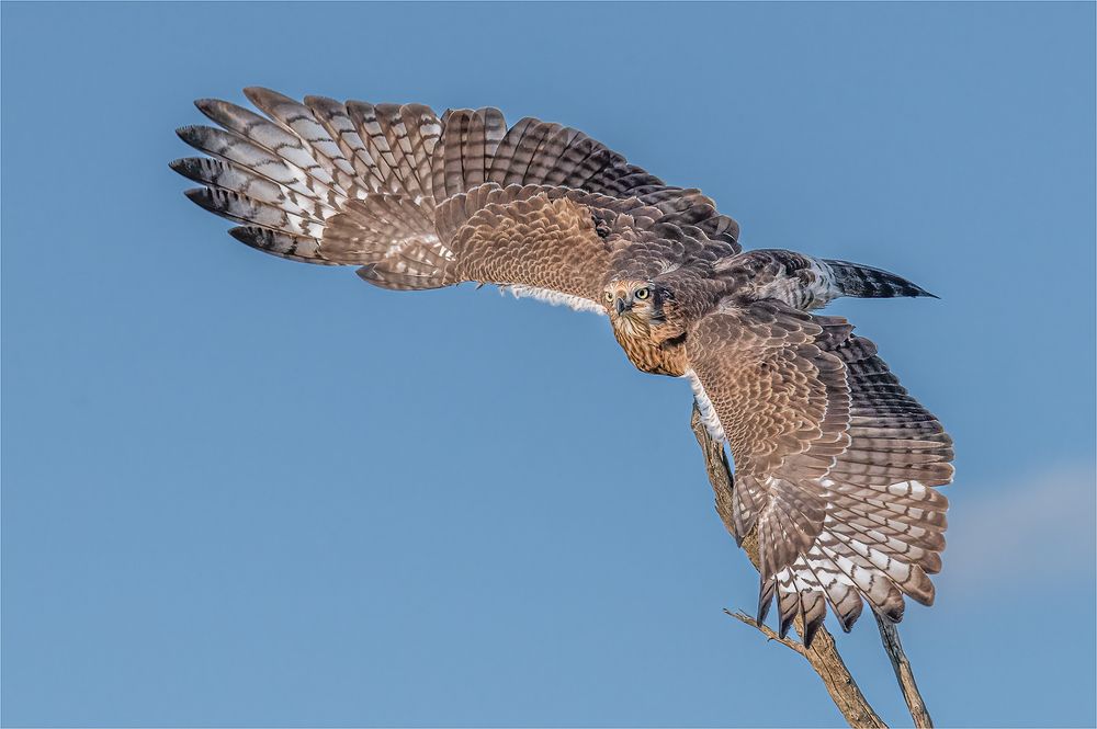 Photograph by Tania Cholwich