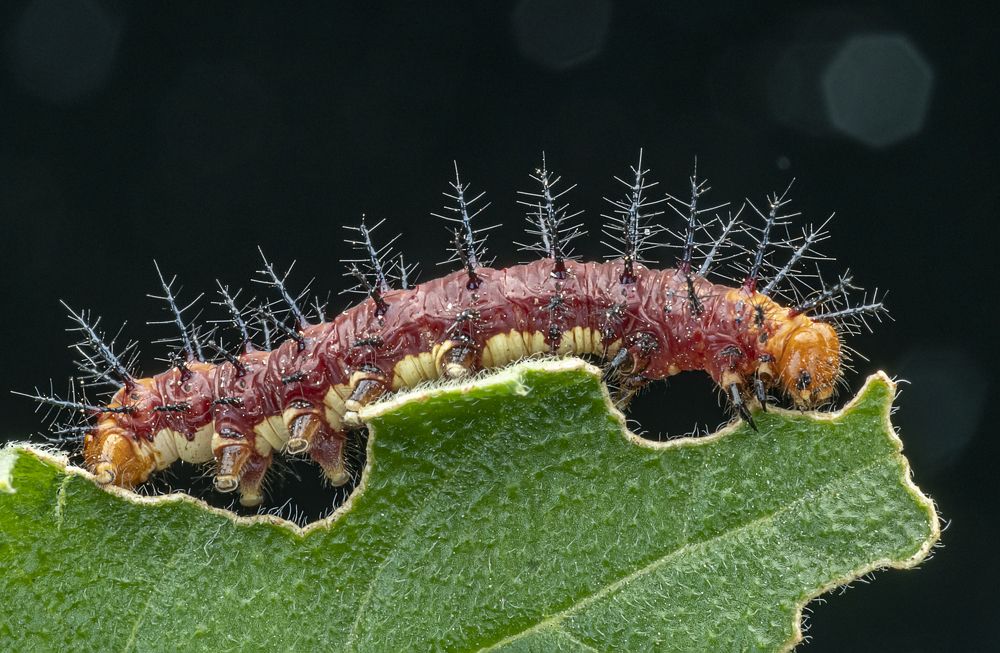 Photograph by Soon Teong Low