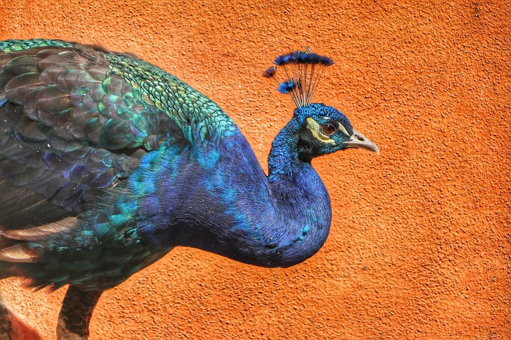 Photograph by Miguel Gonçalves