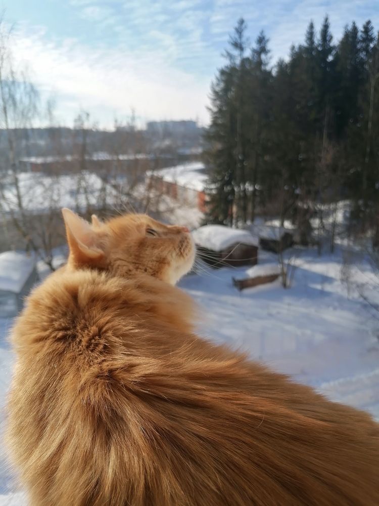 Чувствует приближение весны