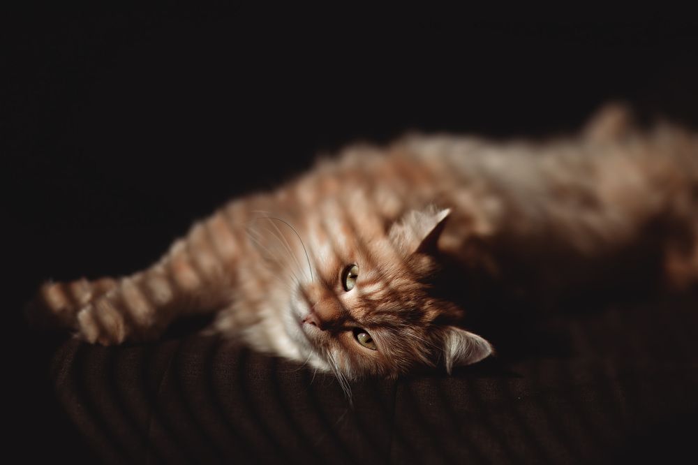 Photograph by Алина Аристова