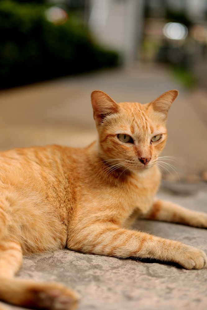 Photograph by Thanet Phanalikool