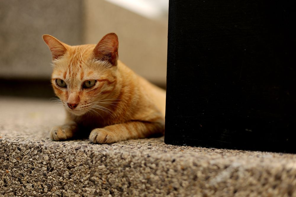 Photograph by Thanet Phanalikool