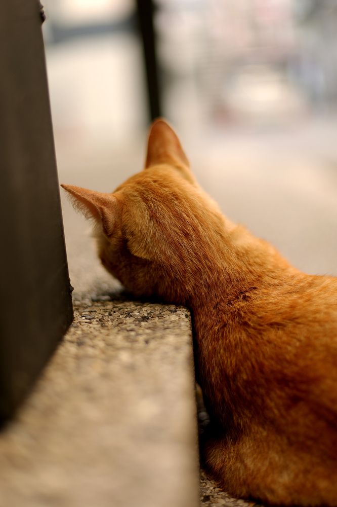 Photograph by Thanet Phanalikool