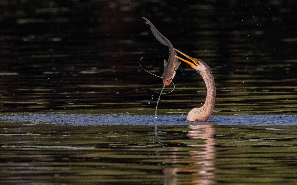 Фотография автора Pradeep Plaha