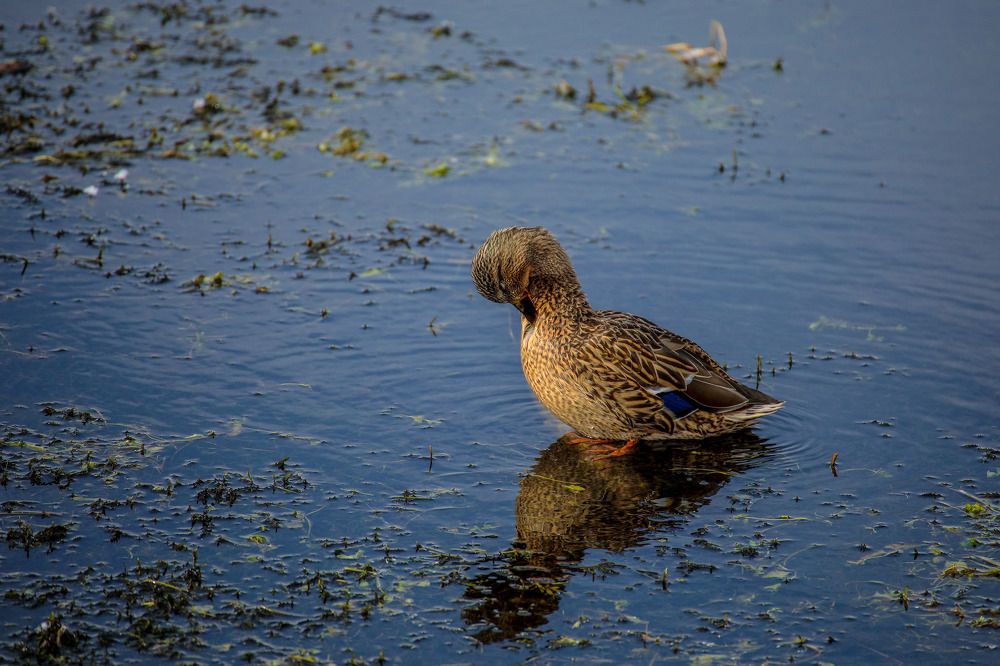 Фотография автора Юрий Фефилов