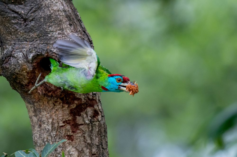 blue-throated barbet