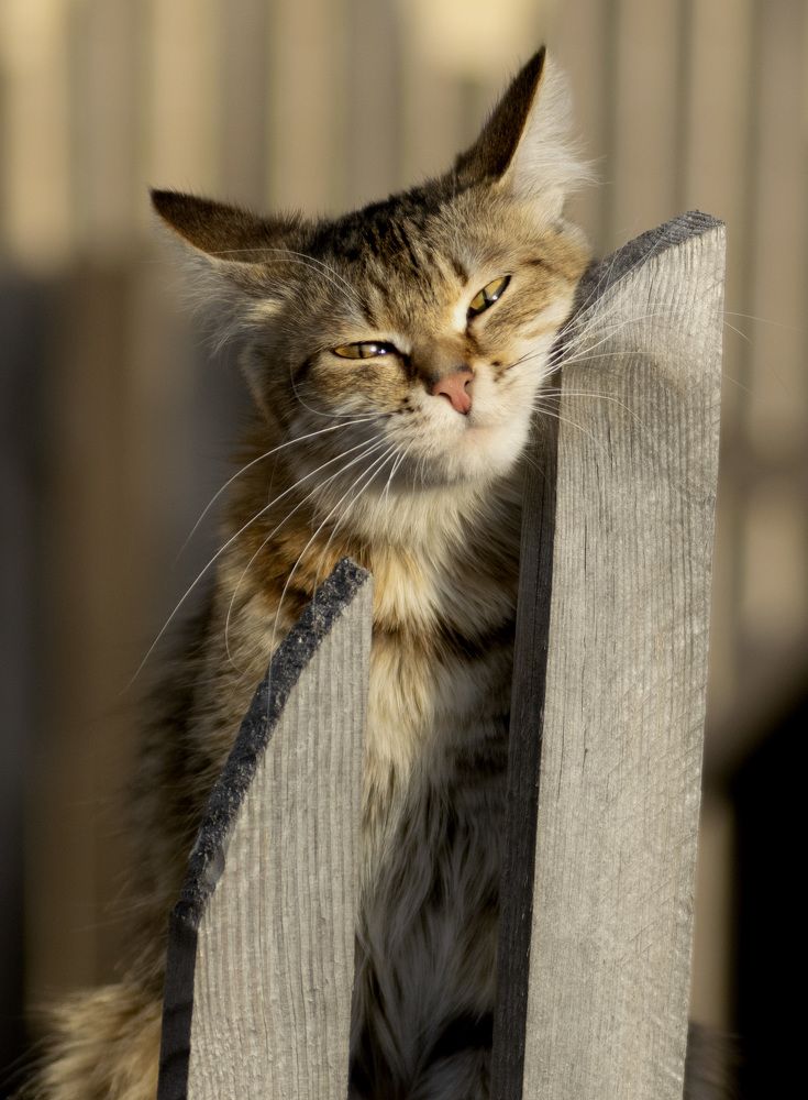 Photograph by Эльвира Быкова