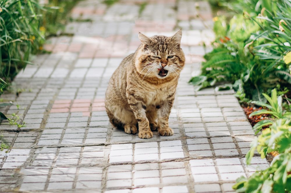 Photograph by Руслан Пелин