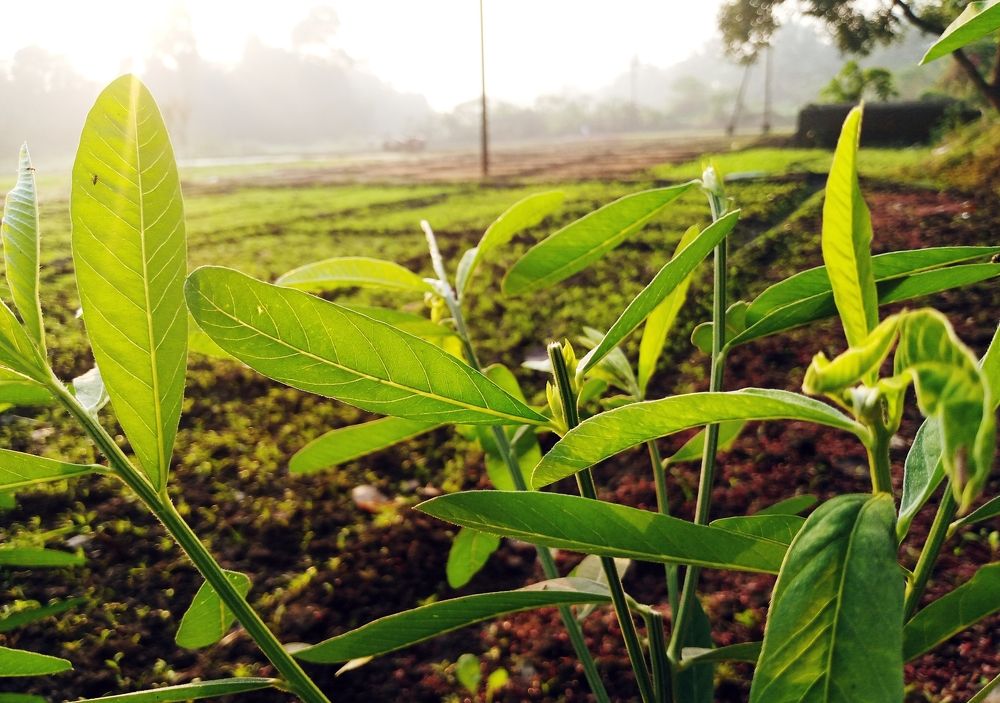 Photograph by Zeeshan Shaikh