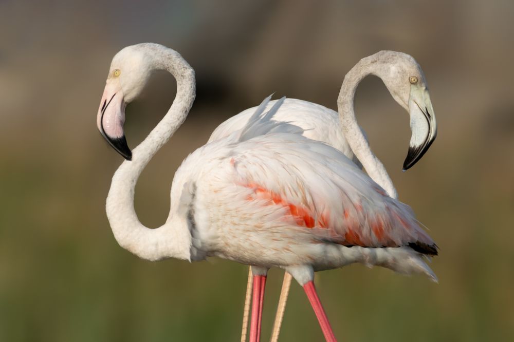 Photograph by Khalid Al-Wadhaihi