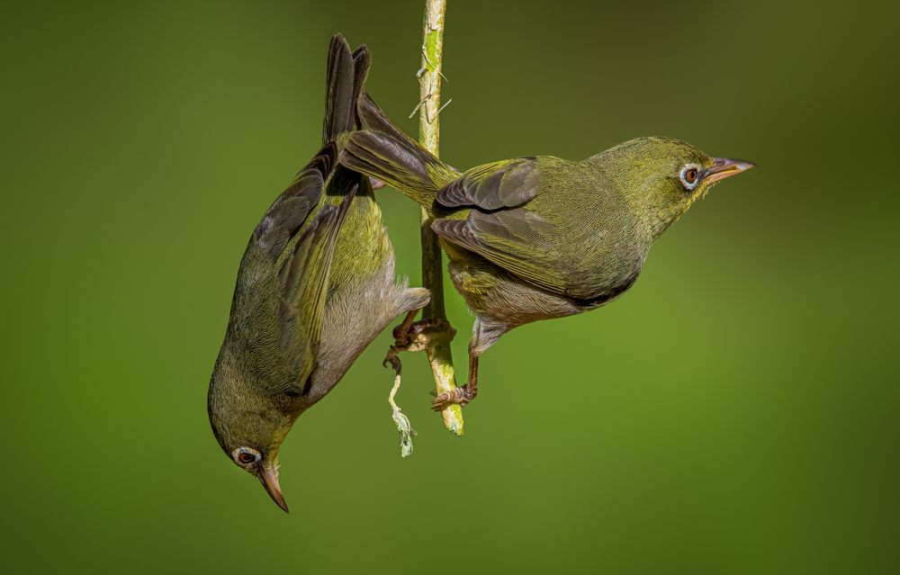 Photograph by Khalid Al-Wadhaihi