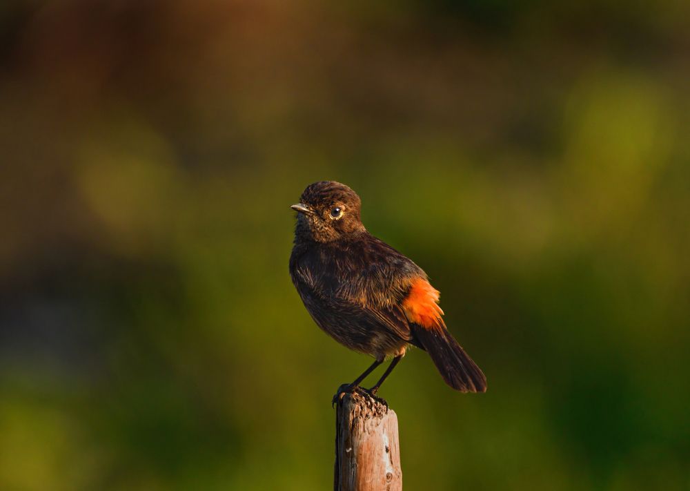 Photograph by G N RAJA