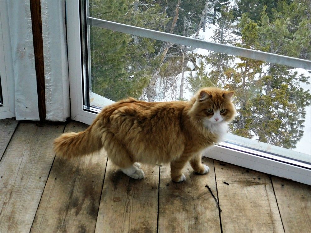 Photograph by Чкареули Светлана