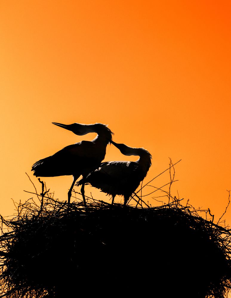 Photograph by Ирина Семёнова