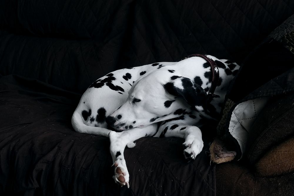 Photo #7525695