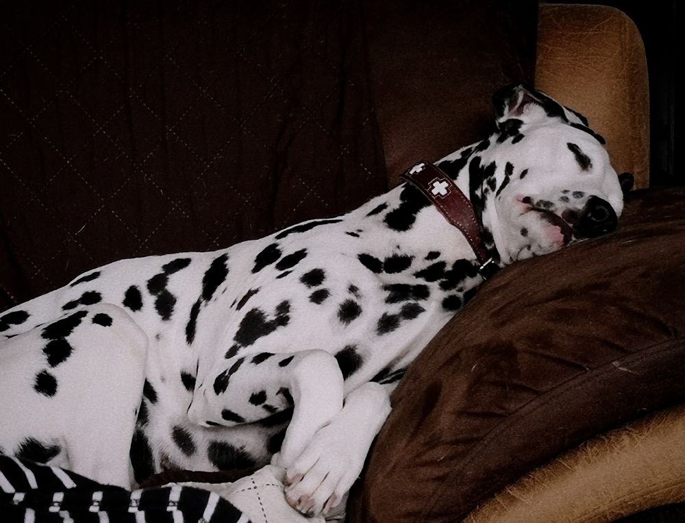 Photo #7525696