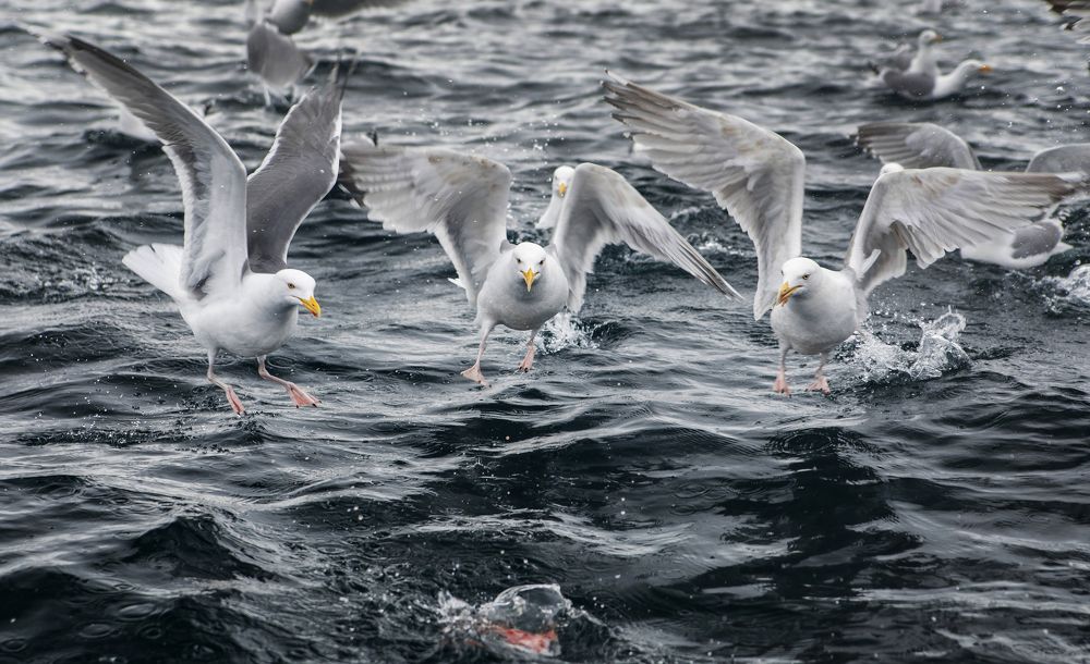 Photograph by Марина Александрова
