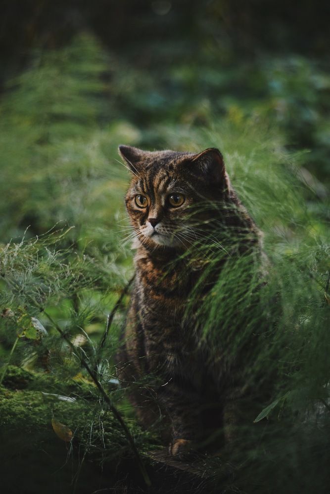 Пакахонтас