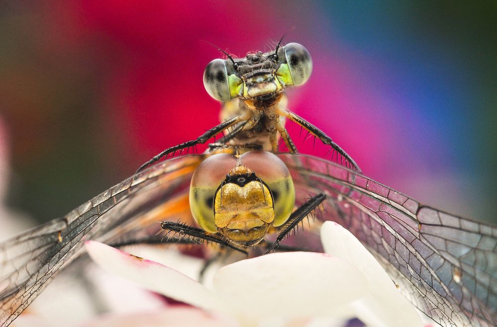 Photograph by Олеся zme