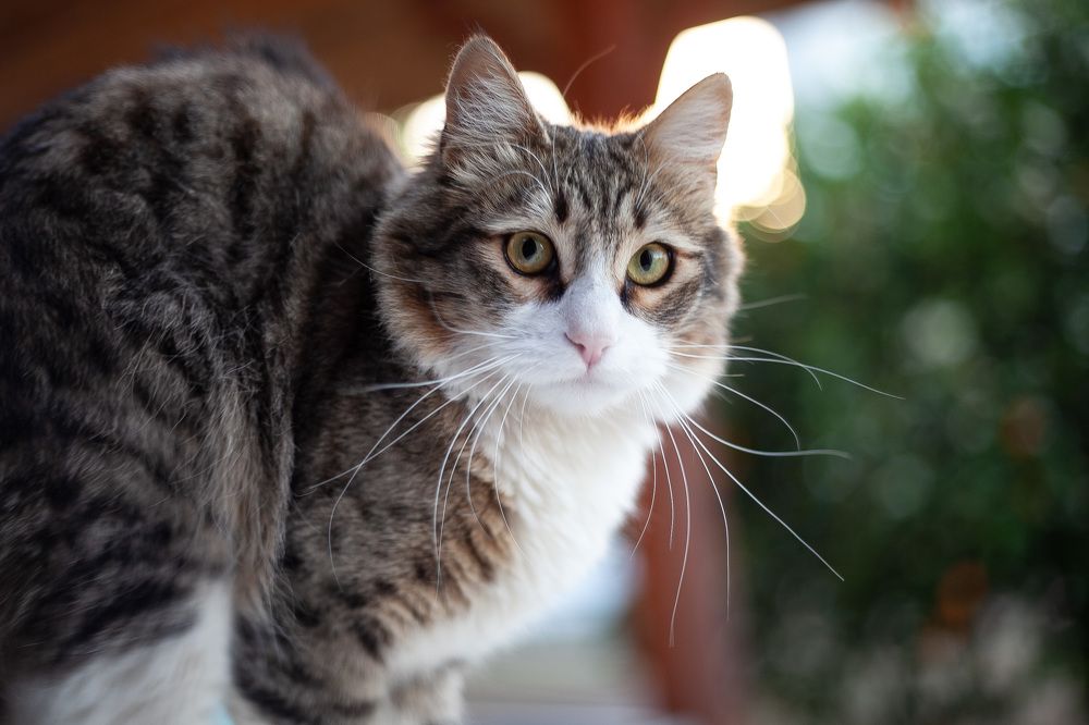 Photograph by Galina Abubekerova