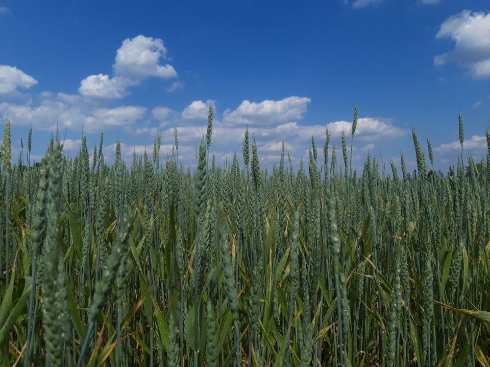 Photograph by Nora Cheprasova