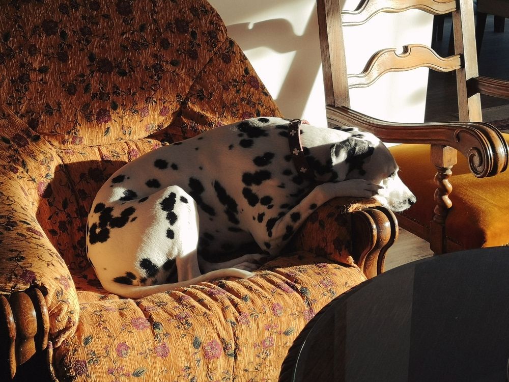 Photo #7526330