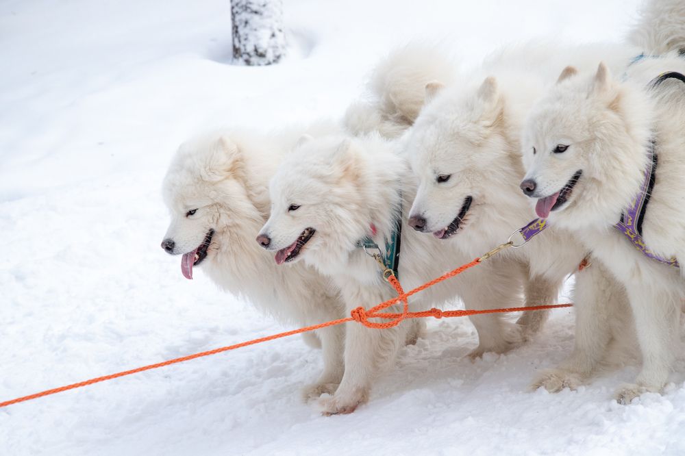 Photograph by Илья Юфа