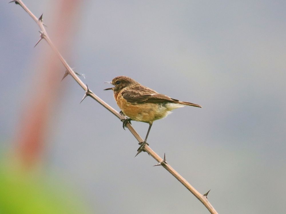 Photograph by Firdous Parray