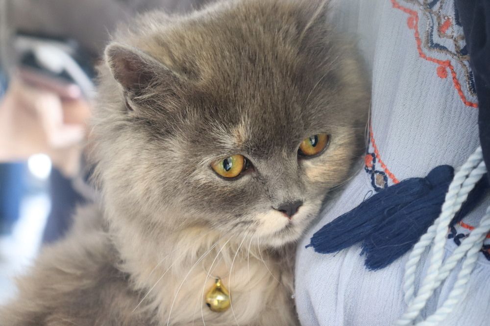 Photograph by Firdous Parray