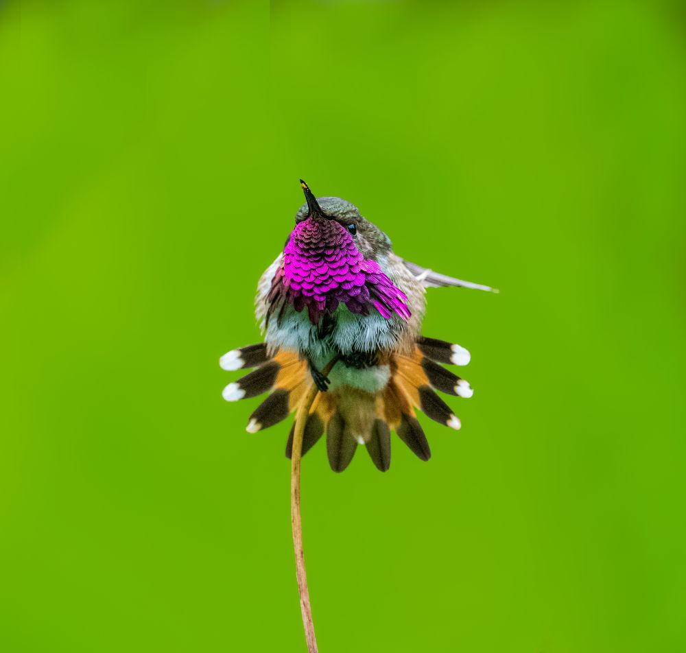 Wine-throated hummingbird