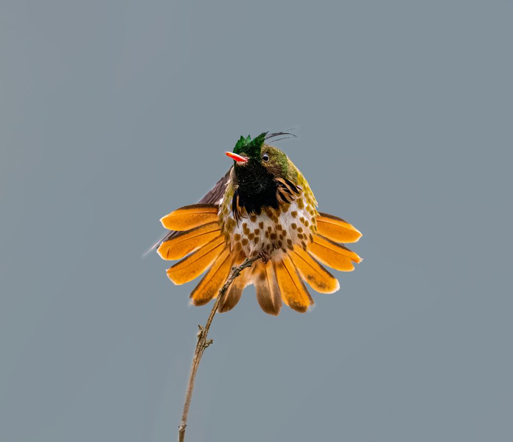 Photograph by Dustin Chen