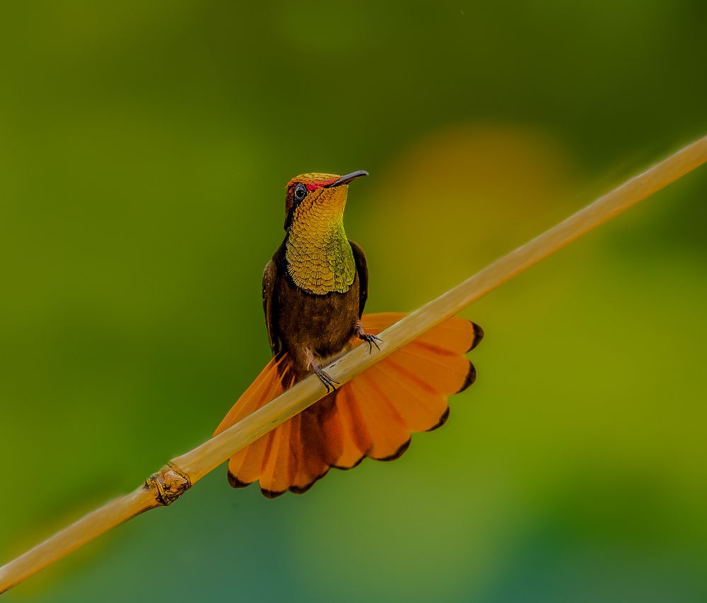 Photograph by Dustin Chen