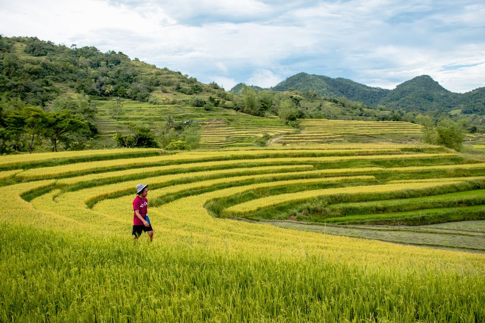 A Walk in the Rice Terraces