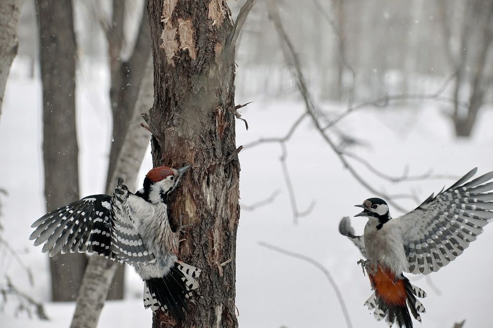 Зима и дятлы.