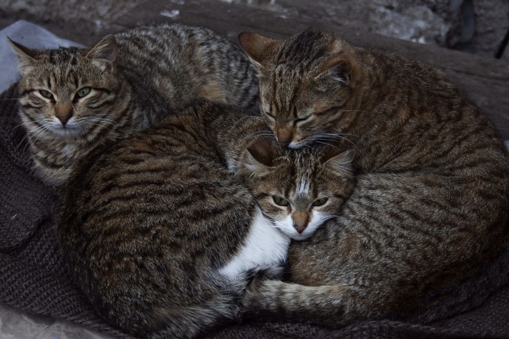 Photograph by Нелли Золотая