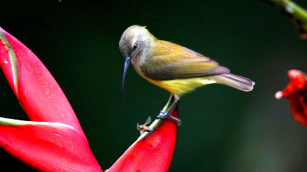 Фотография автора Suresh S S